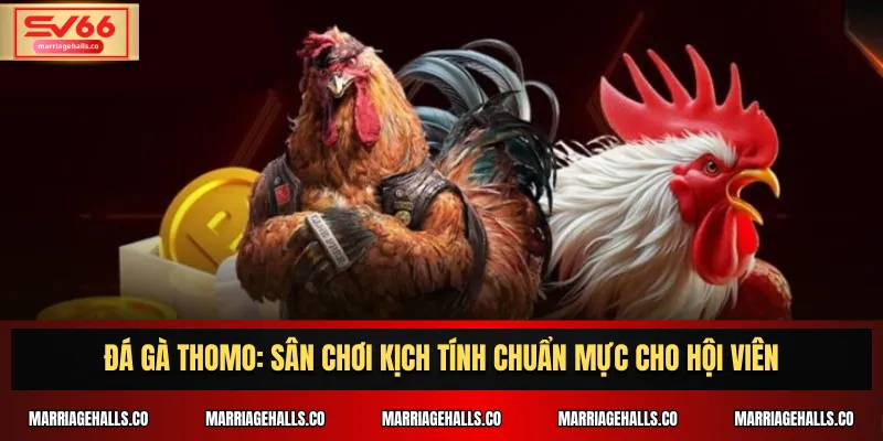 Đá Gà Thomo