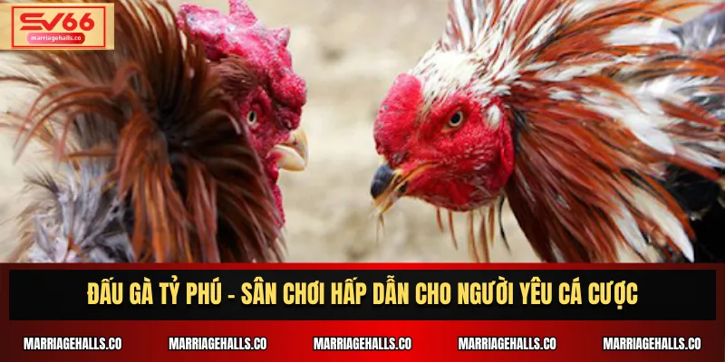 Đấu Gà Tỷ Phú