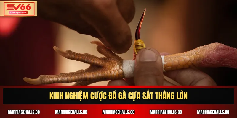 Kinh nghiệm cược đá gà cựa sắt thắng lớn